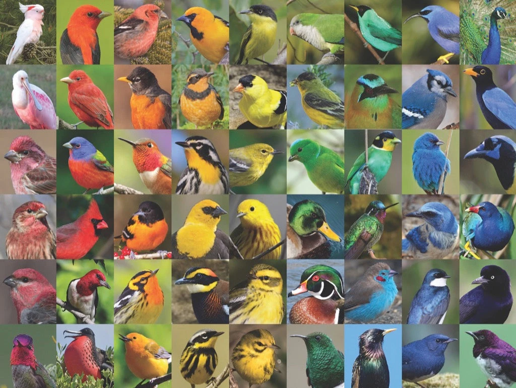 Rainbow Of Birds - Image 3