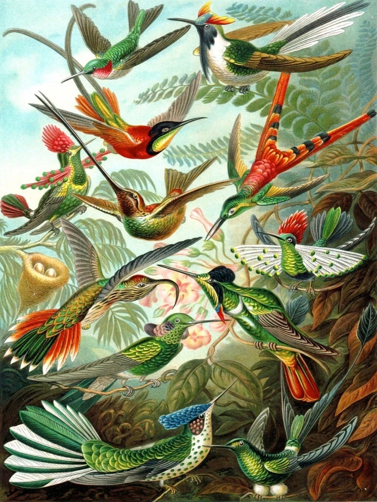 Hummingbirds - Image 3