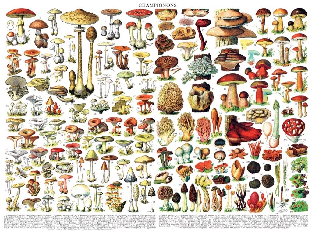 Mushrooms ~ Champignons - Image 3